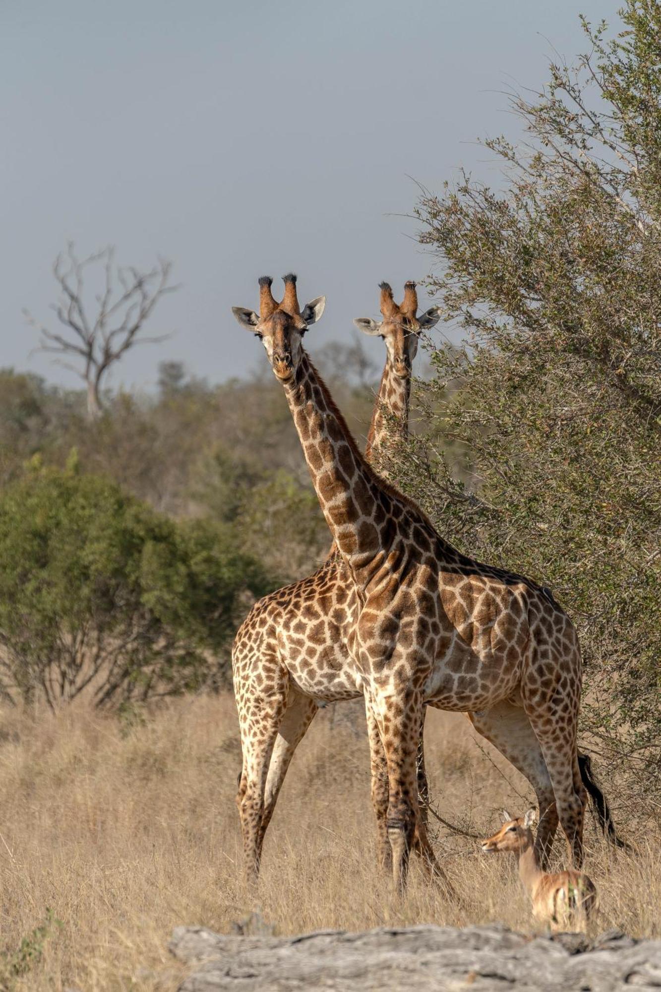 Ndzhaka Tented Camp Manyeleti Game Reserve Exterior photo